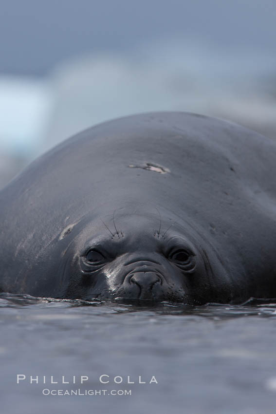 Southern elephant seal, juvenile. The southern elephant seal is the largest pinniped, and the largest member of order Carnivora, ever to have existed. It gets its name from the large proboscis (nose) it has when it has grown to adulthood. Shingle Cove, Coronation Island, South Orkney Islands, Southern Ocean, Mirounga leonina, natural history stock photograph, photo id 25186