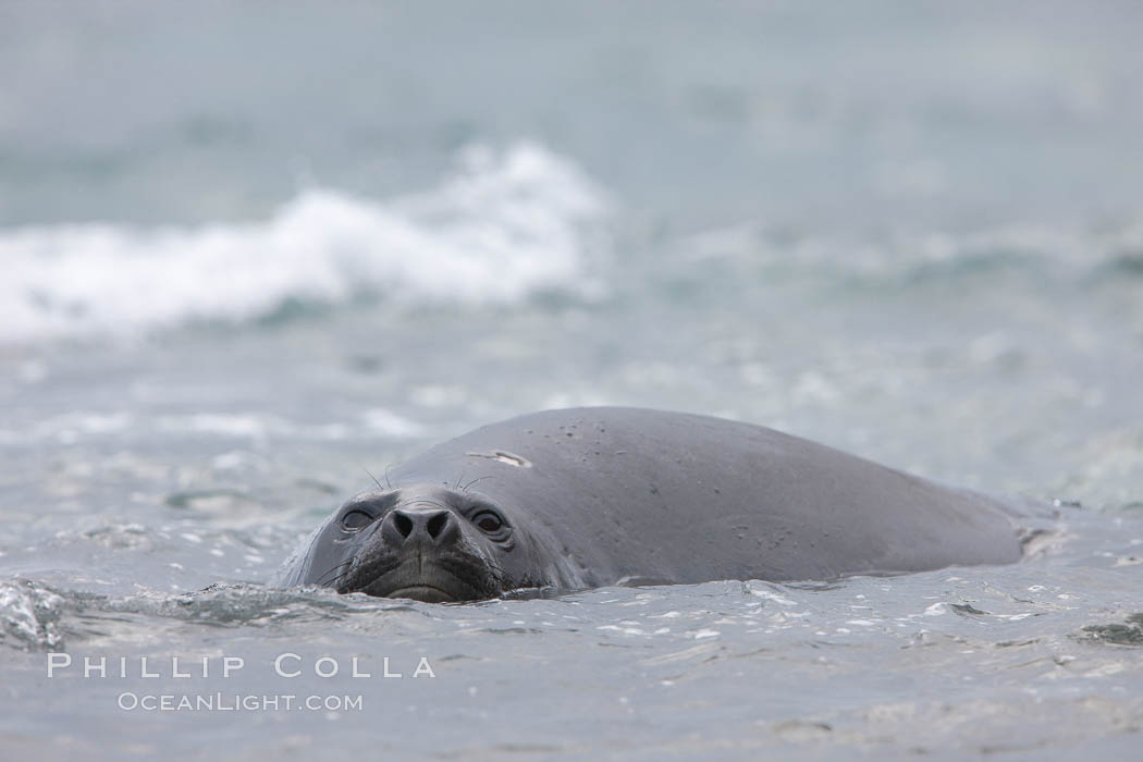 Southern elephant seal, juvenile. The southern elephant seal is the largest pinniped, and the largest member of order Carnivora, ever to have existed. It gets its name from the large proboscis (nose) it has when it has grown to adulthood. Shingle Cove, Coronation Island, South Orkney Islands, Southern Ocean, Mirounga leonina, natural history stock photograph, photo id 25194