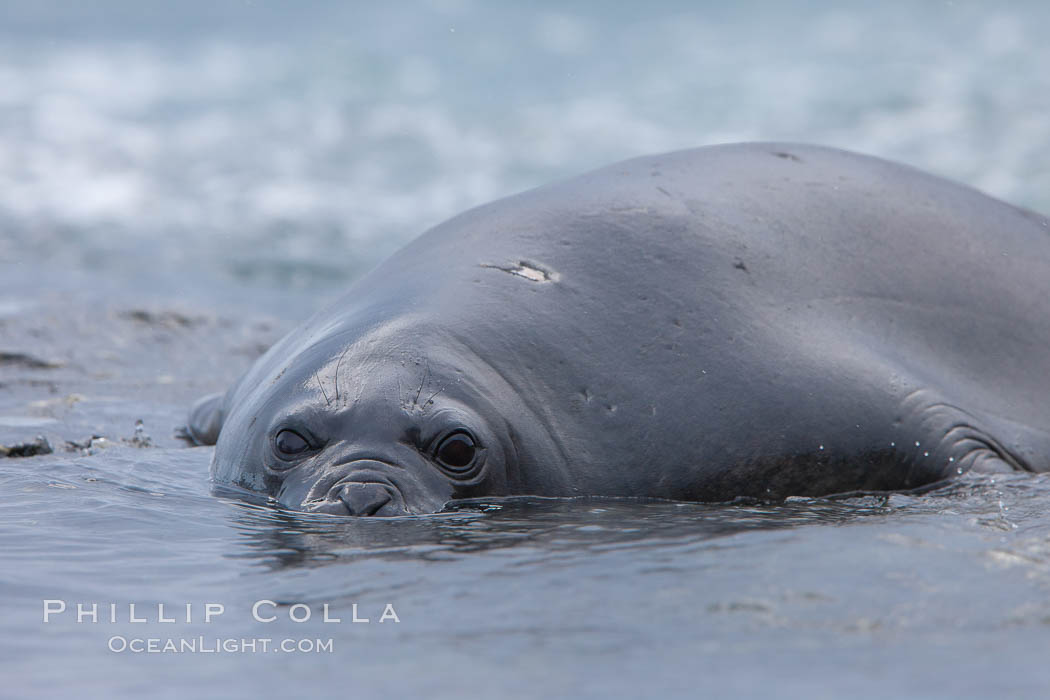 Southern elephant seal, juvenile. The southern elephant seal is the largest pinniped, and the largest member of order Carnivora, ever to have existed. It gets its name from the large proboscis (nose) it has when it has grown to adulthood. Shingle Cove, Coronation Island, South Orkney Islands, Southern Ocean, Mirounga leonina, natural history stock photograph, photo id 25188