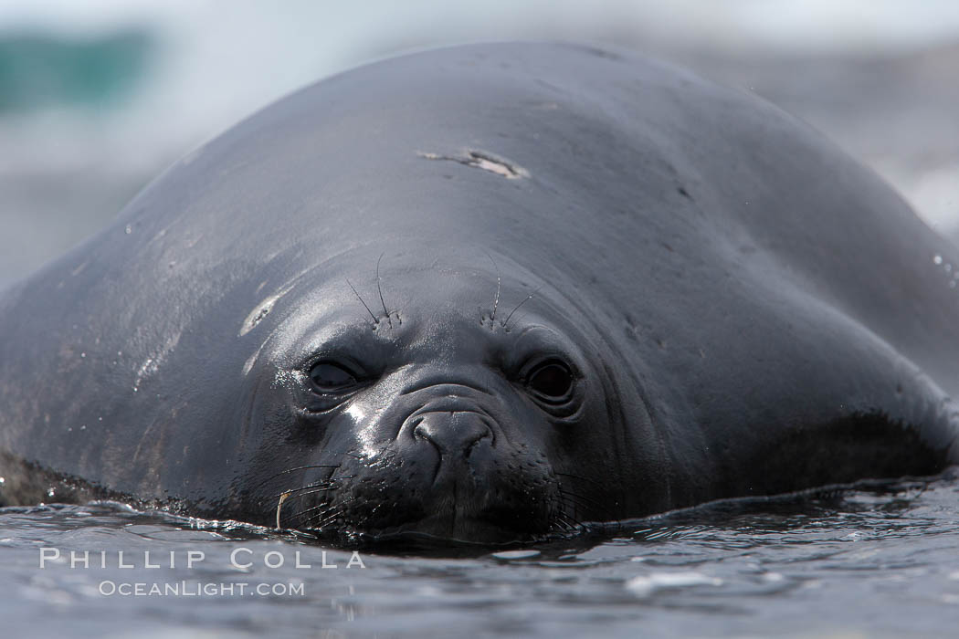 Southern elephant seal, juvenile. The southern elephant seal is the largest pinniped, and the largest member of order Carnivora, ever to have existed. It gets its name from the large proboscis (nose) it has when it has grown to adulthood. Shingle Cove, Coronation Island, South Orkney Islands, Southern Ocean, Mirounga leonina, natural history stock photograph, photo id 25187