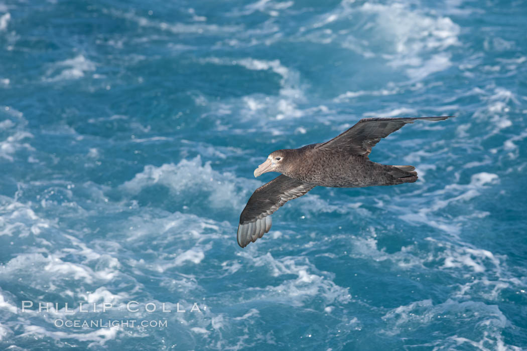 Southern giant petrel in flight, soaring over the open ocean.  This large seabird has a wingspan up to 80" from wing-tip to wing-tip. Falkland Islands, United Kingdom, Macronectes giganteus, natural history stock photograph, photo id 23684