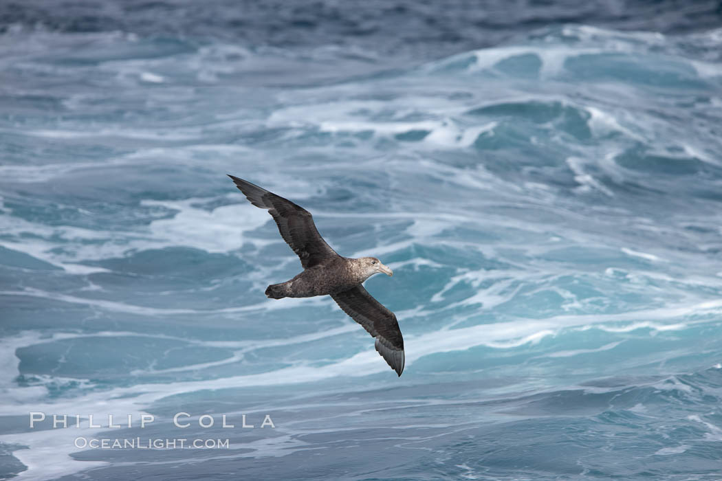 Southern giant petrel in flight, soaring over the open ocean.  This large seabird has a wingspan up to 80" from wing-tip to wing-tip. Falkland Islands, United Kingdom, Macronectes giganteus, natural history stock photograph, photo id 23696