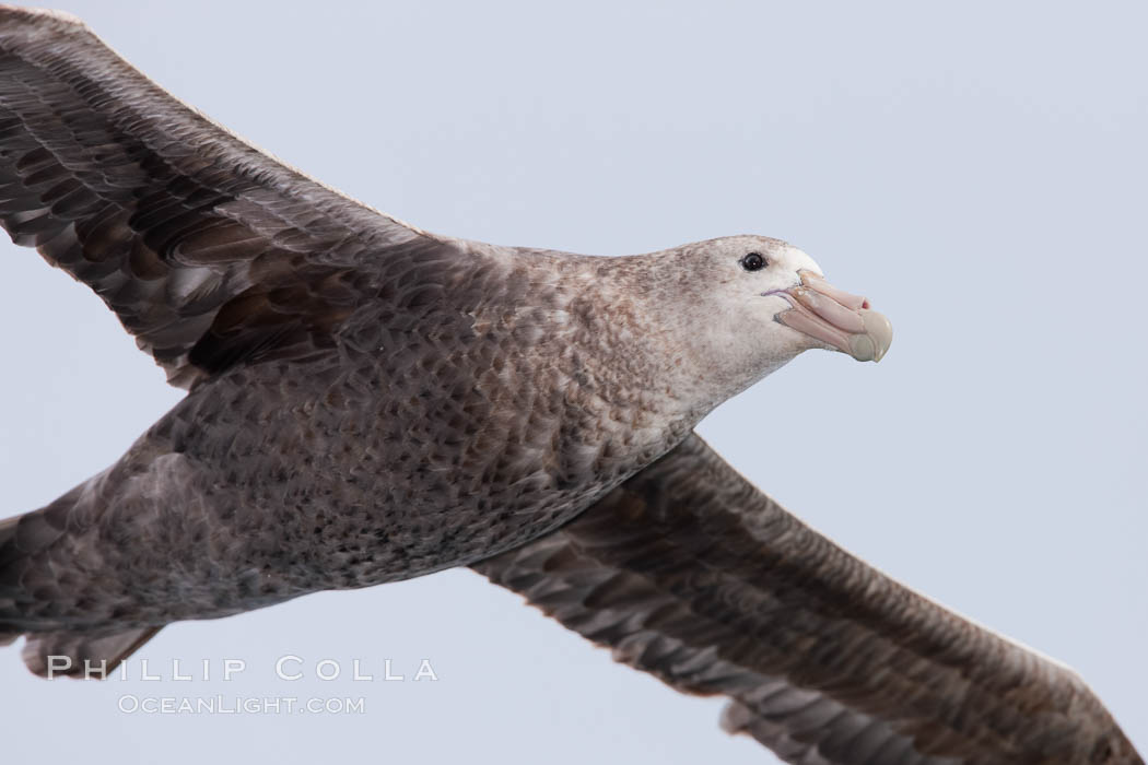 Southern giant petrel in flight.  The distinctive tube nose (naricorn), characteristic of species in the Procellariidae family (tube-snouts), is easily seen. Falkland Islands, United Kingdom, Macronectes giganteus, natural history stock photograph, photo id 23704