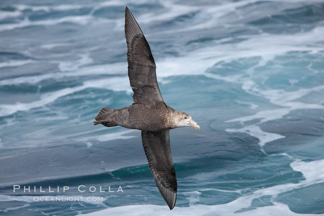 Southern giant petrel in flight, soaring over the open ocean.  This large seabird has a wingspan up to 80" from wing-tip to wing-tip. Falkland Islands, United Kingdom, Macronectes giganteus, natural history stock photograph, photo id 23687