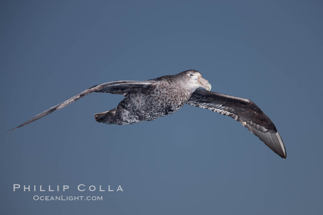 Southern giant petrel in flight.  The distinctive tube nose (naricorn), characteristic of species in the Procellariidae family (tube-snouts), is easily seen. Falkland Islands, United Kingdom, Macronectes giganteus, natural history stock photograph, photo id 23703