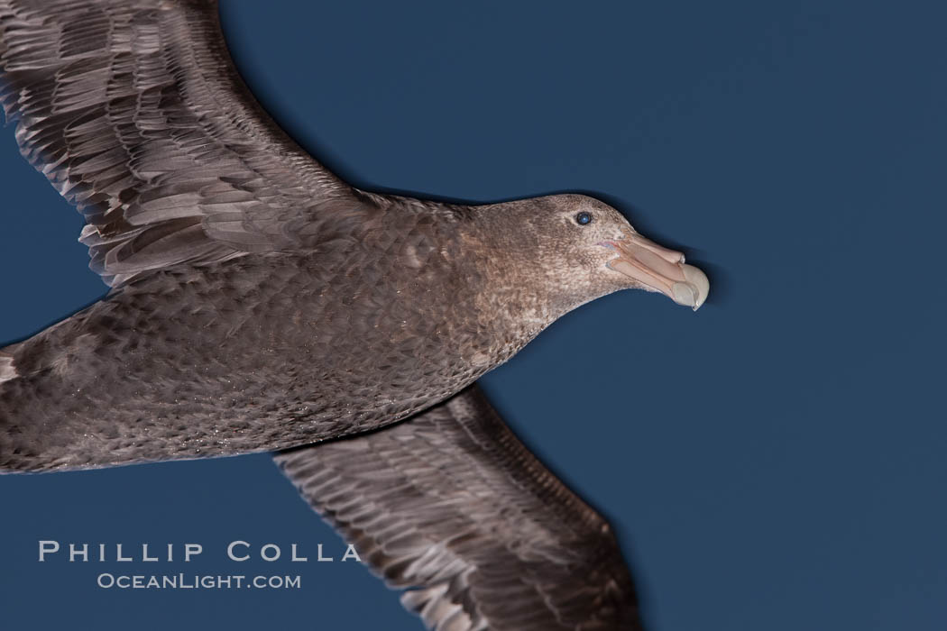 Southern giant petrel in flight at dusk, after sunset, as it soars over the open ocean in search of food., natural history stock photograph, photo id 24013