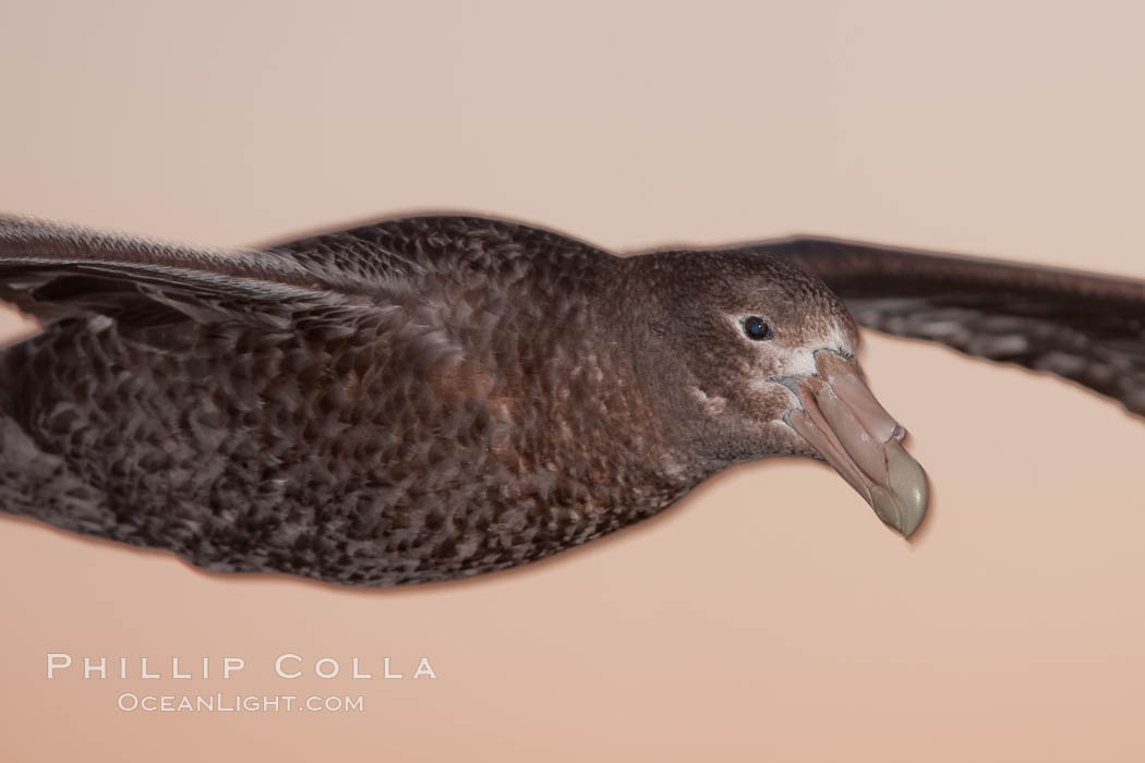 Southern giant petrel in flight. The distinctive tube nose (naricorn), characteristic of species in the Procellariidae family (tube-snouts), is easily seen. Falkland Islands, United Kingdom, natural history stock photograph, photo id 23980