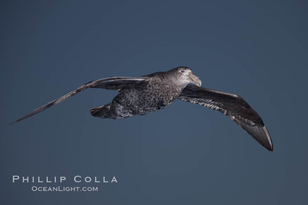 Southern giant petrel in flight. The distinctive tube nose (naricorn), characteristic of species in the Procellariidae family (tube-snouts), is easily seen. Falkland Islands, United Kingdom, natural history stock photograph, photo id 24024