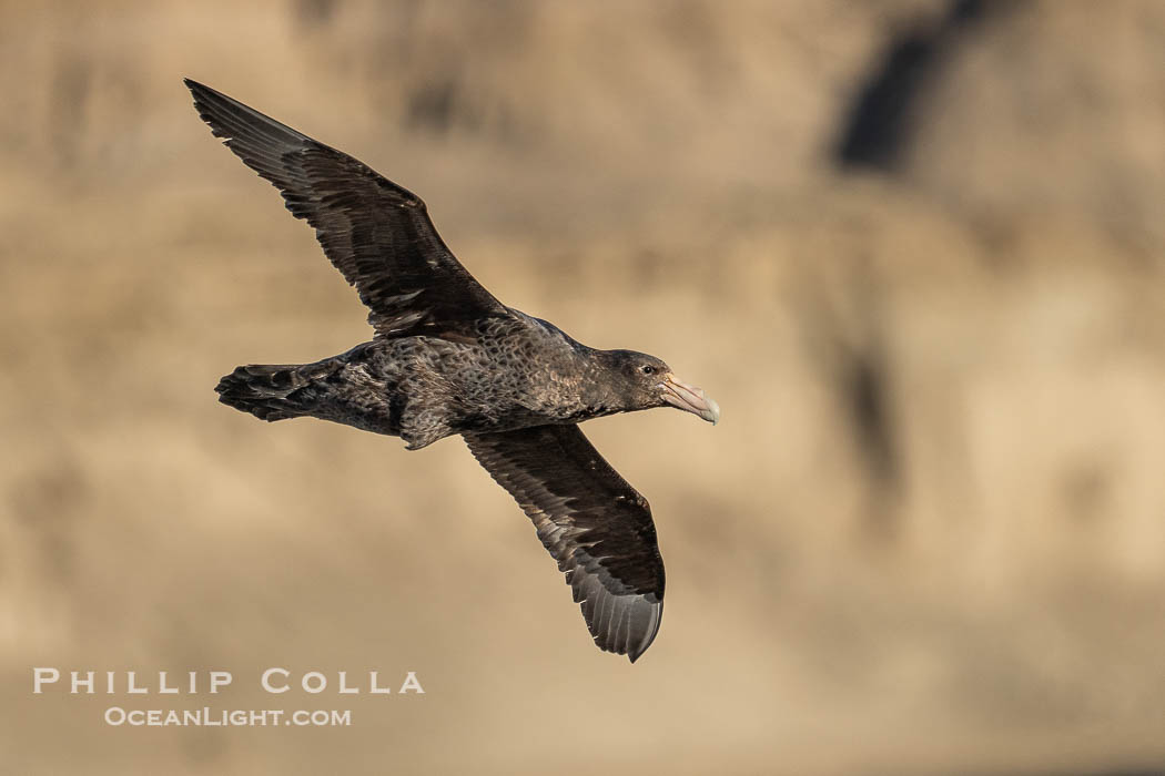 Southern giant petrel in flight, Macronectes giganteus, Peninsula Valdes, Argentina. This large seabird has a wingspan up to 80" from wing-tip to wing-tip. By permission of the Government of Argentina, Chubut, permit # 51 / 2025-SsCyA., Macronectes giganteus, natural history stock photograph, photo id 41206