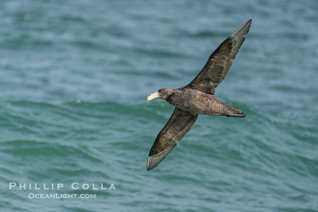 Southern giant petrel in flight, Macronectes giganteus, Peninsula Valdes, Argentina. This large seabird has a wingspan up to 80" from wing-tip to wing-tip. By permission of the Government of Argentina, Chubut, permit # 51 / 2025-SsCyA., Macronectes giganteus, natural history stock photograph, photo id 41226