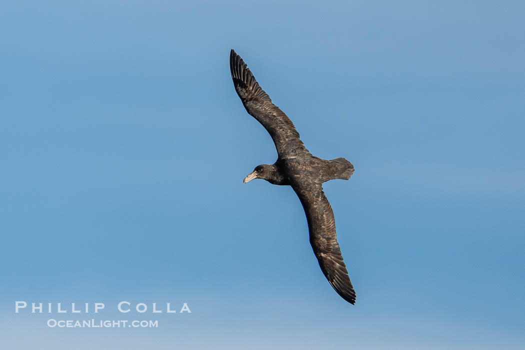 Southern giant petrel in flight, Macronectes giganteus, Peninsula Valdes, Argentina. This large seabird has a wingspan up to 80" from wing-tip to wing-tip. By permission of the Government of Argentina, Chubut, permit # 51 / 2025-SsCyA., Macronectes giganteus, natural history stock photograph, photo id 41254