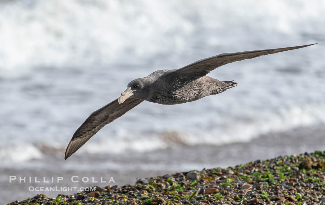 Southern giant petrel in flight, Macronectes giganteus, Peninsula Valdes, Argentina. This large seabird has a wingspan up to 80" from wing-tip to wing-tip. By permission of the Government of Argentina, Chubut, permit # 51 / 2025-SsCyA., Macronectes giganteus, natural history stock photograph, photo id 41304