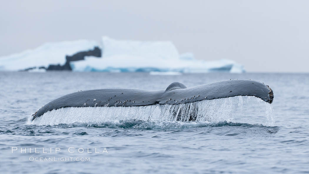 Southern humpback whale in Antarctica, lifting its fluke (tail) before diving in Cierva Cove, Antarctica. Antarctic Peninsula, Megaptera novaeangliae, natural history stock photograph, photo id 25498