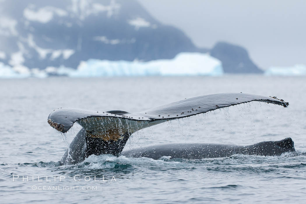 Southern humpback whale in Antarctica, lifting its fluke (tail) before diving in Cierva Cove, Antarctica. Antarctic Peninsula, Megaptera novaeangliae, natural history stock photograph, photo id 25518