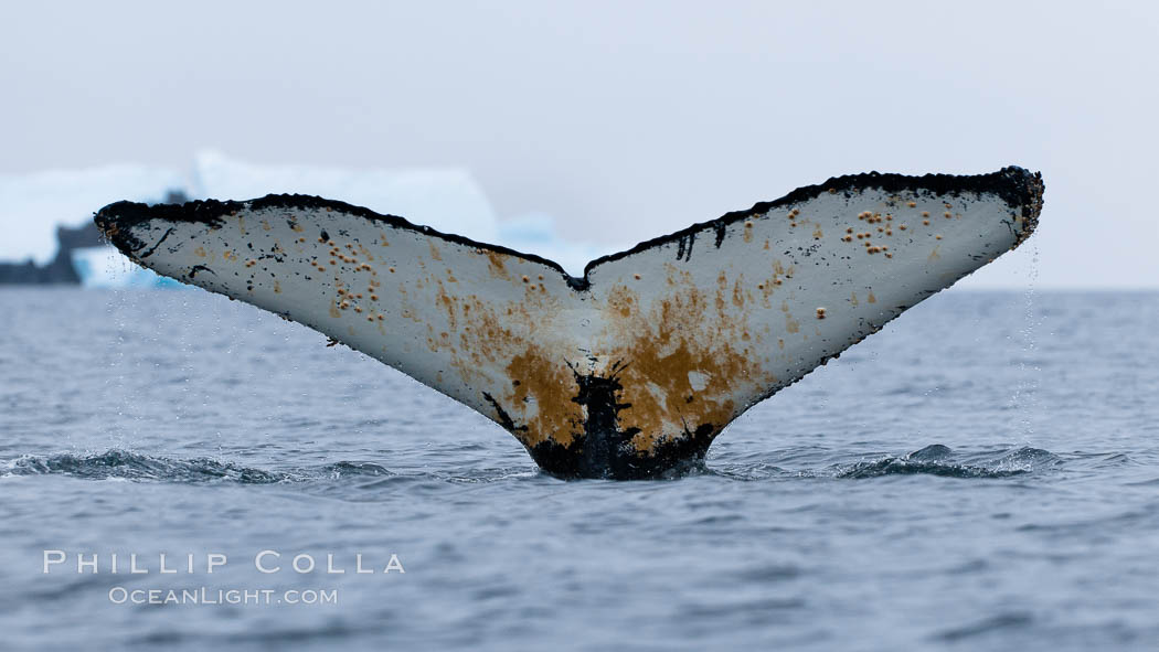 Southern humpback whale in Antarctica, with significant diatomaceous growth (brown) on the underside of its fluke, lifting its fluke before diving in Cierva Cove, Antarctica. Antarctic Peninsula, Megaptera novaeangliae, natural history stock photograph, photo id 25554