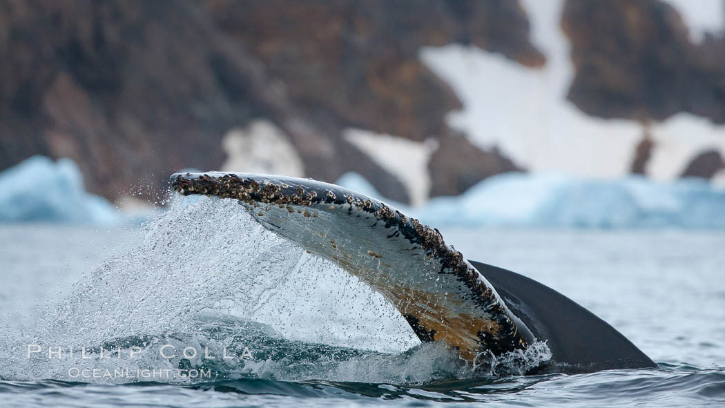 Southern humpback whale in Antarctica, lifting its fluke (tail) before diving in Cierva Cove, Antarctica. Antarctic Peninsula, Megaptera novaeangliae, natural history stock photograph, photo id 25516
