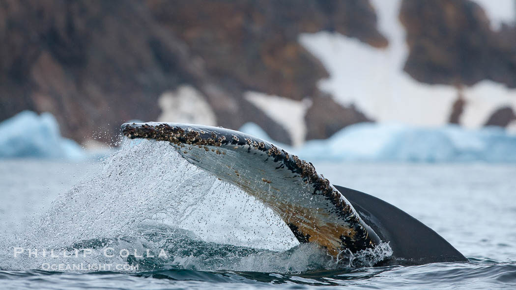 Southern humpback whale in Antarctica, lifting its fluke (tail) before diving in Cierva Cove, Antarctica., Megaptera novaeangliae, natural history stock photograph, photo id 25516