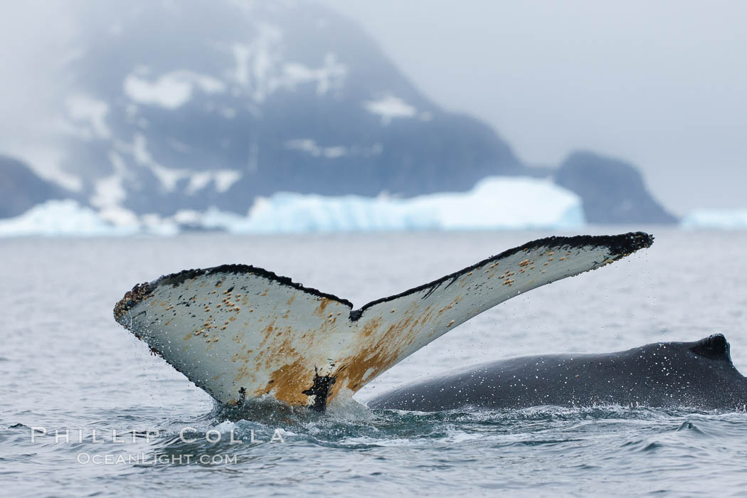 Southern humpback whale in Antarctica, with significant diatomaceous growth (brown) on the underside of its fluke, lifting its fluke before diving in Cierva Cove, Antarctica. Antarctic Peninsula, Megaptera novaeangliae, natural history stock photograph, photo id 25499