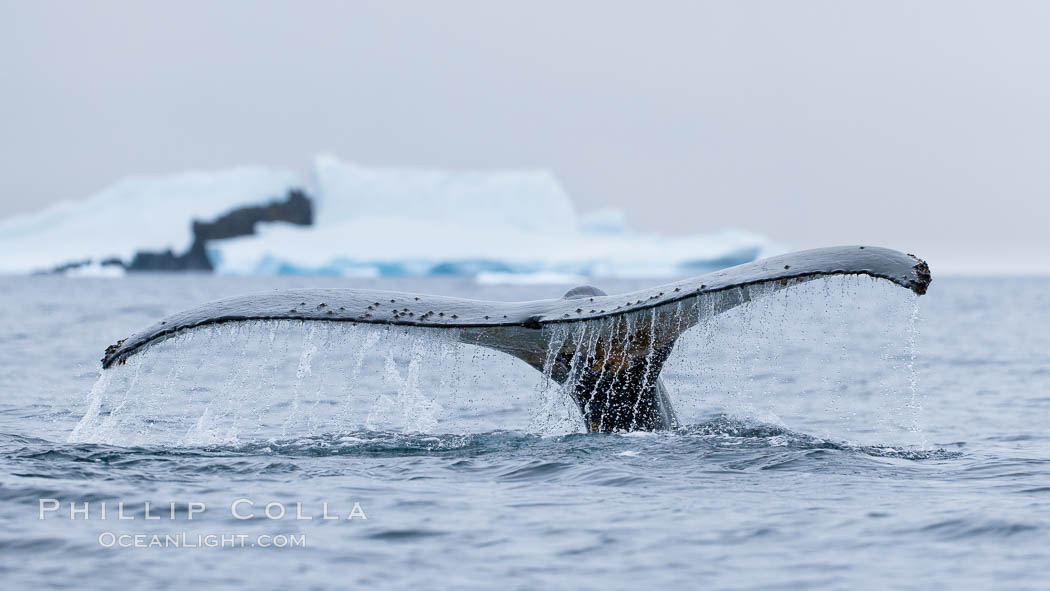Southern humpback whale in Antarctica, lifting its fluke (tail) before diving in Cierva Cove, Antarctica., Megaptera novaeangliae, natural history stock photograph, photo id 25515