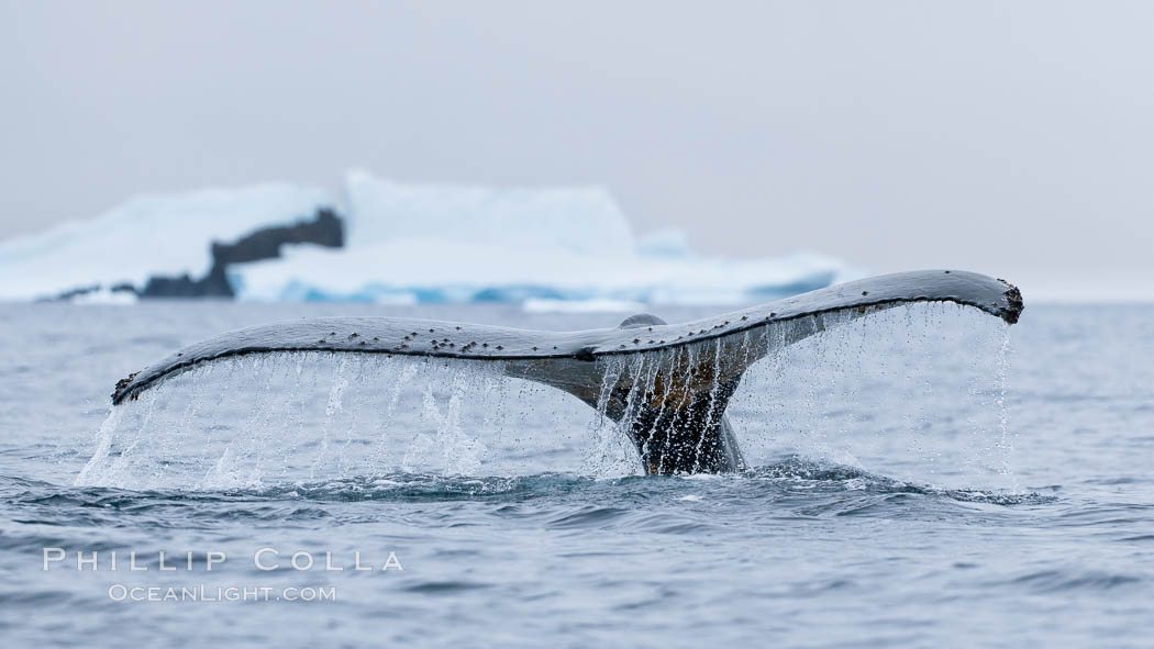 Southern humpback whale in Antarctica, lifting its fluke (tail) before diving in Cierva Cove, Antarctica. Antarctic Peninsula, Megaptera novaeangliae, natural history stock photograph, photo id 25515