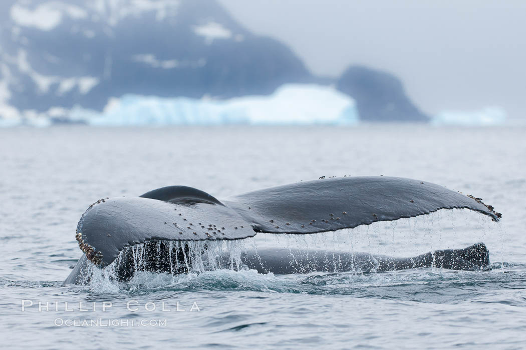 Southern humpback whale in Antarctica, lifting its fluke (tail) before diving in Cierva Cove, Antarctica. Antarctic Peninsula, Megaptera novaeangliae, natural history stock photograph, photo id 25519