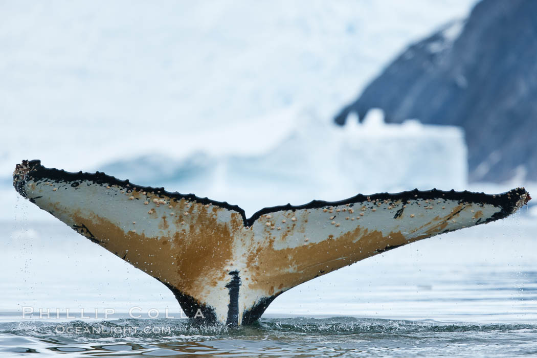Southern humpback whale in Antarctica, with significant diatomaceous growth (brown) on the underside of its fluke, lifting its fluke before diving in Neko Harbor, Antarctica. Antarctic Peninsula, Megaptera novaeangliae, natural history stock photograph, photo id 25647