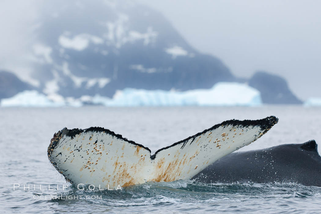 Southern humpback whale in Antarctica, lifting its fluke (tail) before diving in Cierva Cove, Antarctica. Antarctic Peninsula, Megaptera novaeangliae, natural history stock photograph, photo id 25557
