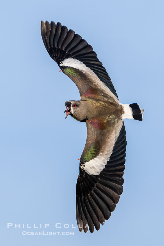 Southern Lapwing in flight, Vanellus chilensis, on Peninsula Valdes in Argentina's coastal Patagonia. Note the spur-like structure at the wrist joint which it uses to fight other birds in flight. By permission of the Government of Argentina, Chubut, permit # 51 / 2025-SsCyA. Puerto Piramides, Vanellus chilensis, natural history stock photograph, photo id 41191