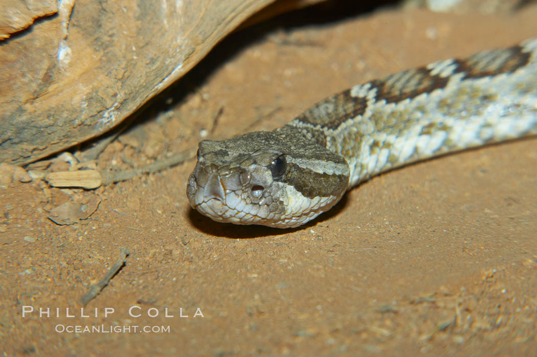Southern Pacific rattlesnake.  The southern Pacific rattlesnake is common in southern California from the coast through the desert foothills to elevations of 10,000 feet.  It reaches 4-5 feet (1.5m) in length., Crotalus viridis helleri, natural history stock photograph, photo id 12586