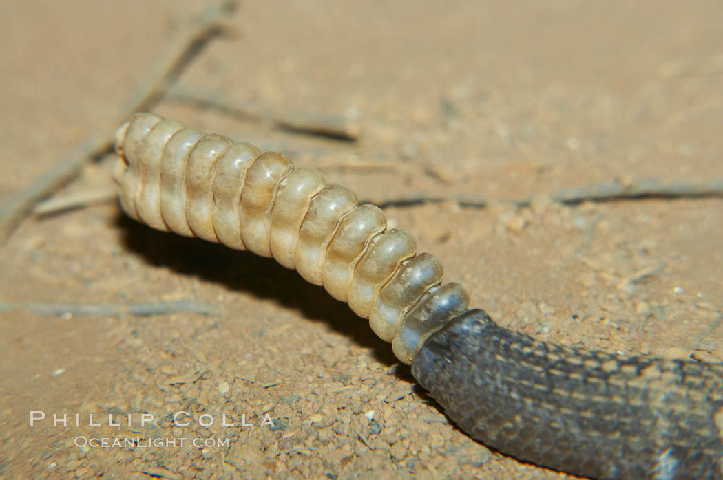 Closeup view of the rattles of an adult Southern Pacific rattlesnake.  The southern Pacific rattlesnake is common in southern California from the coast through the desert foothills to elevations of 10,000 feet.  It reaches 4-5 feet (1.5m) in length., Crotalus viridis helleri, natural history stock photograph, photo id 12590