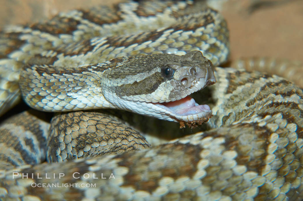 Southern Pacific rattlesnake.  The southern Pacific rattlesnake is common in southern California from the coast through the desert foothills to elevations of 10,000 feet.  It reaches 4-5 feet (1.5m) in length., Crotalus viridis helleri, natural history stock photograph, photo id 12584