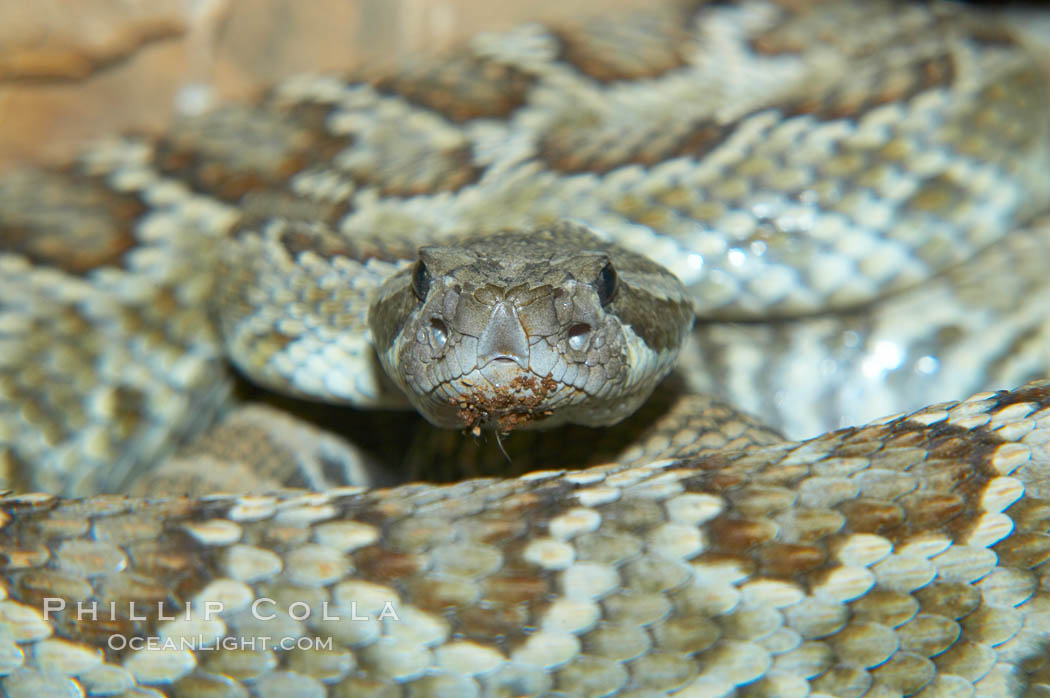 Southern Pacific rattlesnake.  The southern Pacific rattlesnake is common in southern California from the coast through the desert foothills to elevations of 10,000 feet.  It reaches 4-5 feet (1.5m) in length., Crotalus viridis helleri, natural history stock photograph, photo id 12588