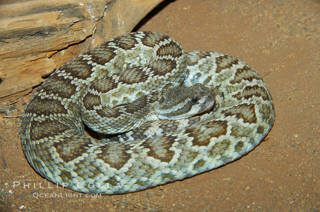 Southern Pacific rattlesnake.  The southern Pacific rattlesnake is common in southern California from the coast through the desert foothills to elevations of 10,000 feet.  It reaches 4-5 feet (1.5m) in length., Crotalus viridis helleri, natural history stock photograph, photo id 12585