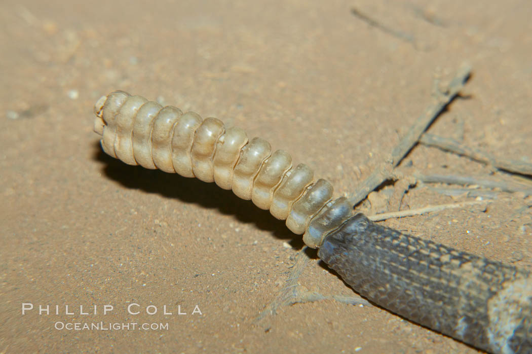 Closeup view of the rattles of an adult Southern Pacific rattlesnake.  The southern Pacific rattlesnake is common in southern California from the coast through the desert foothills to elevations of 10,000 feet.  It reaches 4-5 feet (1.5m) in length., Crotalus viridis helleri, natural history stock photograph, photo id 12589