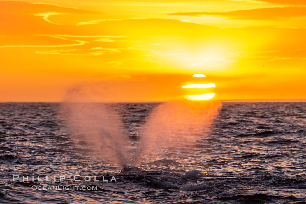 Southern right whale spouting at sunset, blowing, exhaling, Eubalaena australis, Patagonia, Argentina. Puerto Piramides, Chubut, Eubalaena australis, natural history stock photograph, photo id 35971