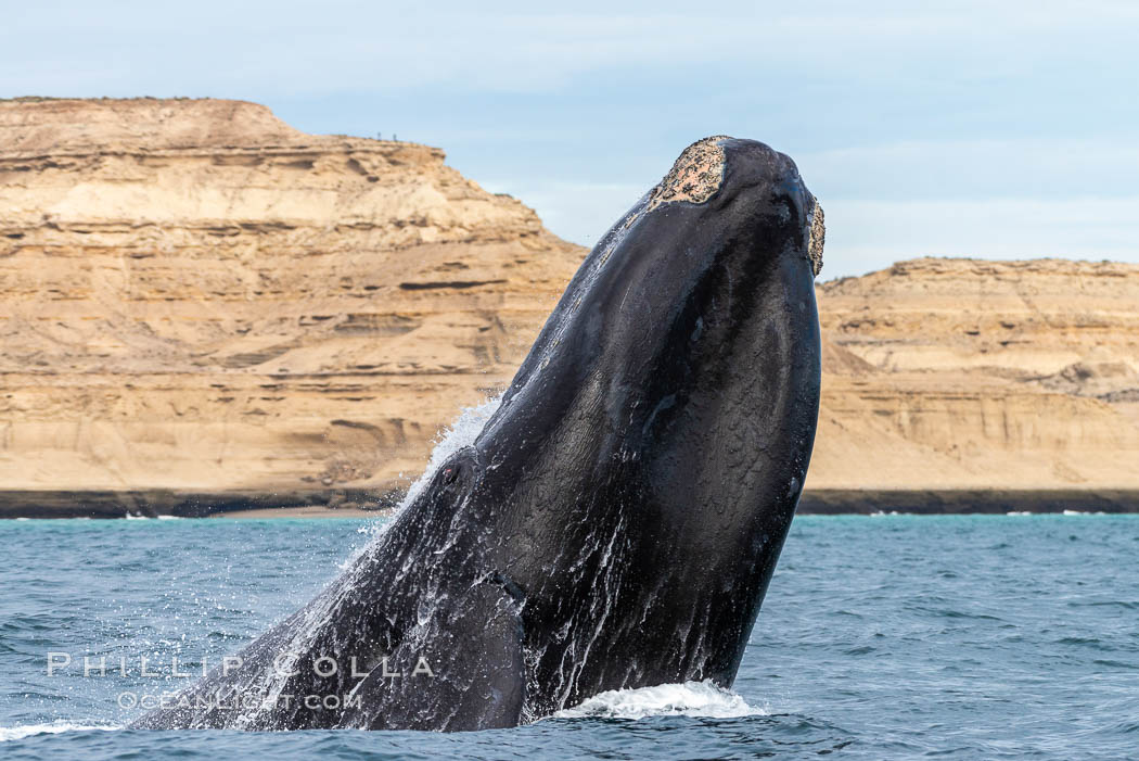Southern right whale breaching, Eubalaena australis, Argentina, Eubalaena australis, Puerto Piramides, Chubut