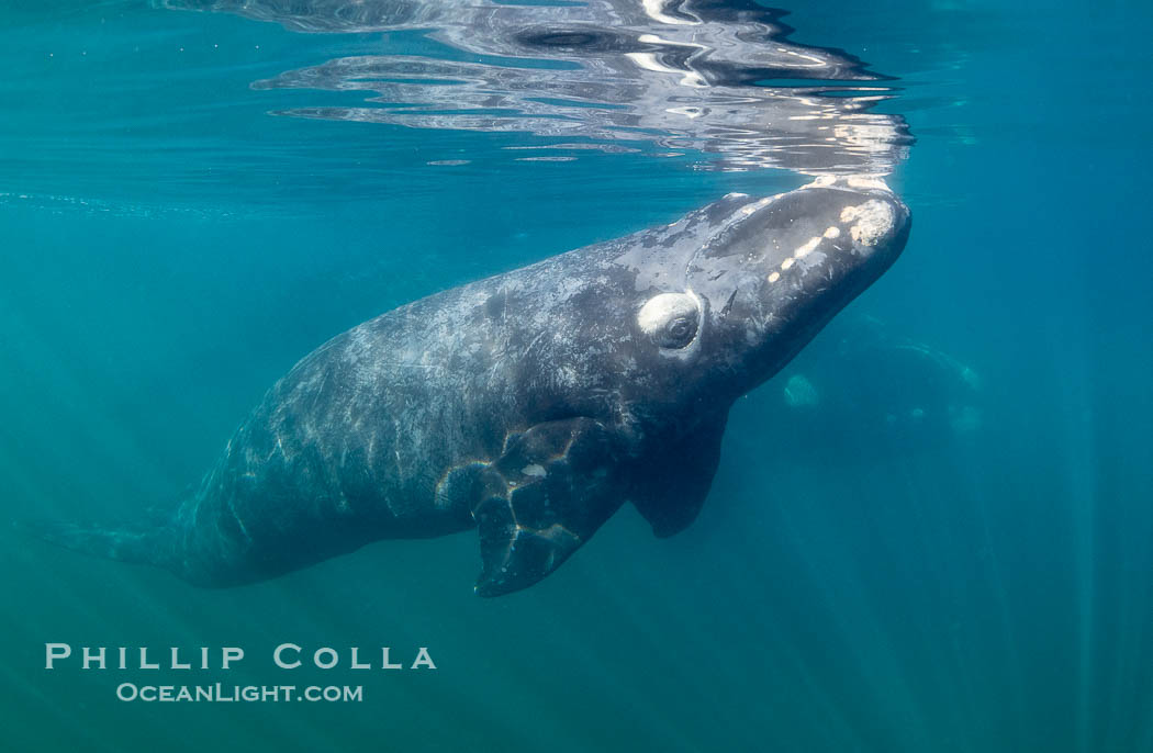 Southern right whale calf underwater, Eubalaena australis. Puerto Piramides, Chubut, Argentina, Eubalaena australis, natural history stock photograph, photo id 38260
