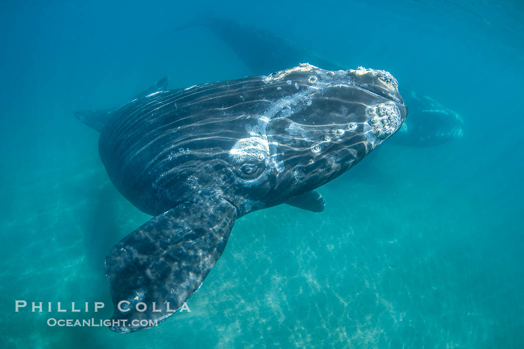 Southern right whale calf underwater, Eubalaena australis. By permission of the Government of Argentina, Chubut, permit # 51 / 2025-SsCyA, Eubalaena australis, Puerto Piramides Southern right whale calf underwater, Eubalaena australis. By permission of the Government of Argentina, Chubut, permit # 51 / 2025-SsCyA, Eubalaena australis, Puerto Piramides