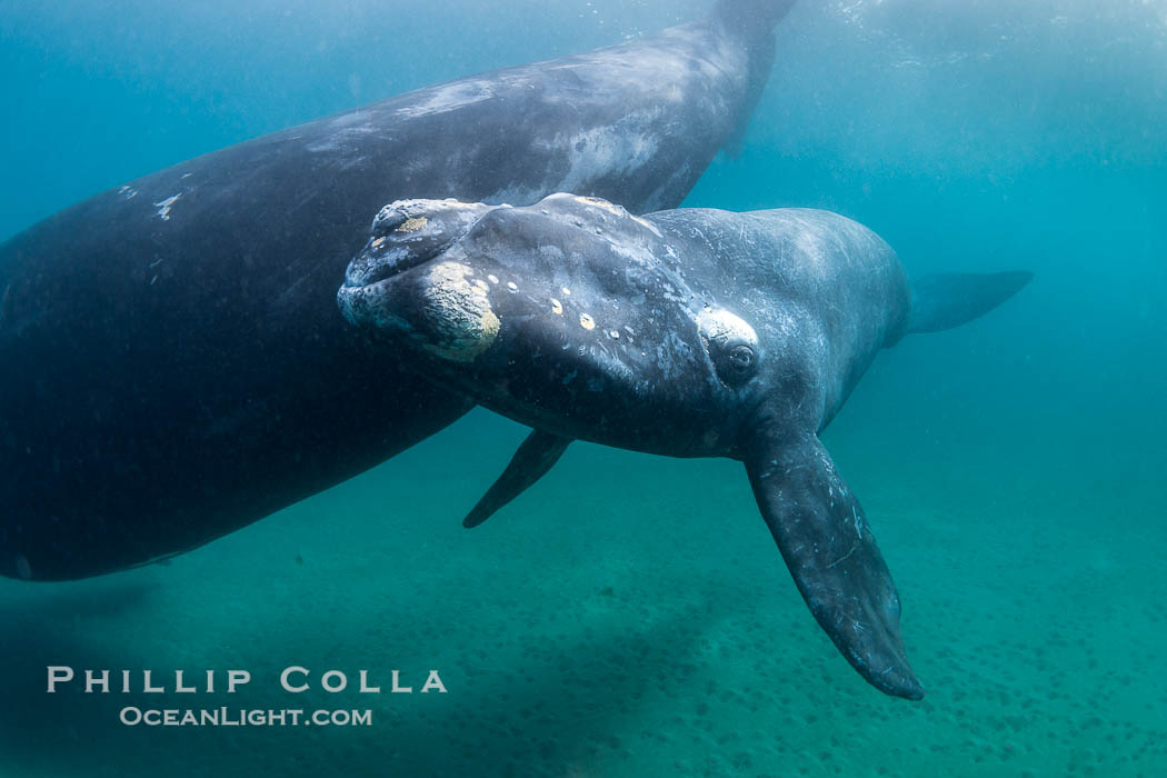 Mother and calf southern right whales underwater. The calf swims close to its mother but, if the mother is accepting, the calf will be allowed to come close to the photographer and check him out. Puerto Piramides, Chubut, Argentina, Eubalaena australis, natural history stock photograph, photo id 38303