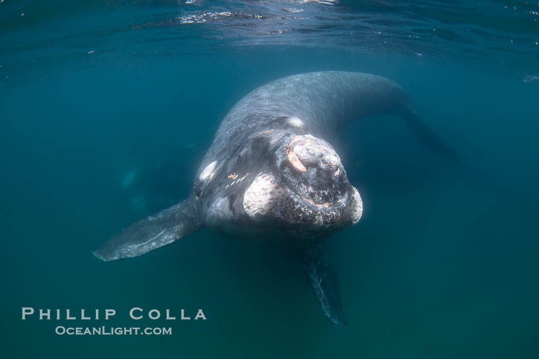 Southern right whale calf underwater, Eubalaena australis. Puerto Piramides, Chubut, Argentina, Eubalaena australis, natural history stock photograph, photo id 38399