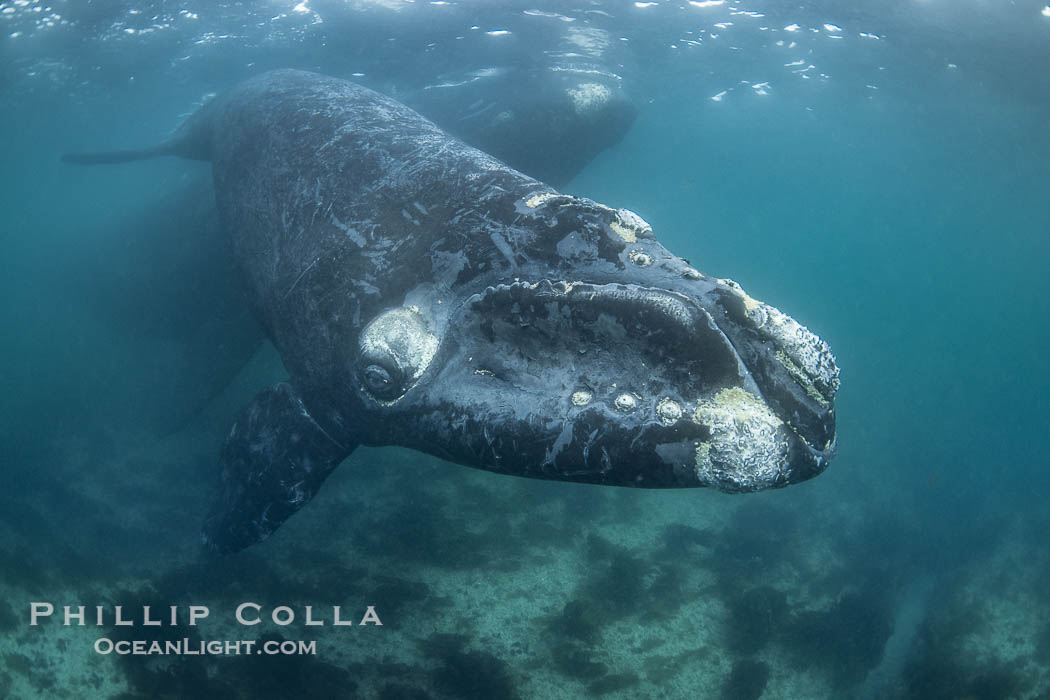 Southern right whale calf underwater, Eubalaena australis. By permission of the Government of Argentina, Chubut, permit # 51 / 2025-SsCyA., Eubalaena australis, natural history stock photograph, photo id 41207