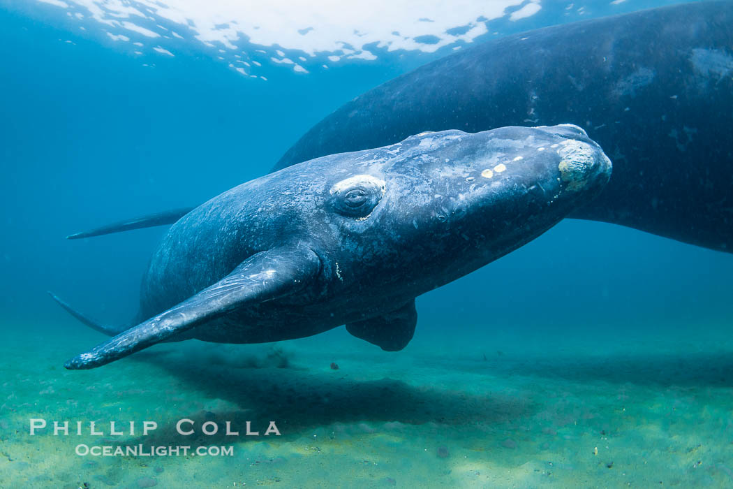 Mother and calf southern right whales underwater. The calf swims close to its mother but, if the mother is accepting, the calf will be allowed to come close to the photographer and check him out, Eubalaena australis, Puerto Piramides, Chubut, Argentina