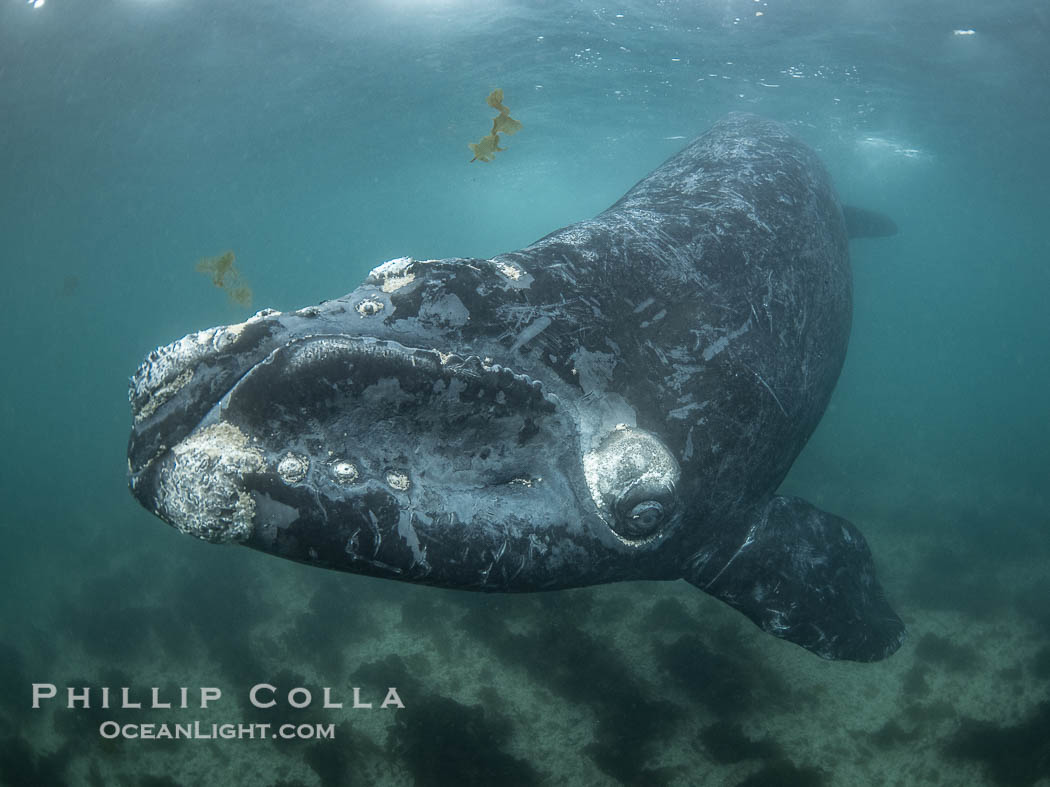 Southern right whale calf underwater, Eubalaena australis. By permission of the Government of Argentina, Chubut, permit # 51 / 2025-SsCyA., Eubalaena australis, natural history stock photograph, photo id 41257