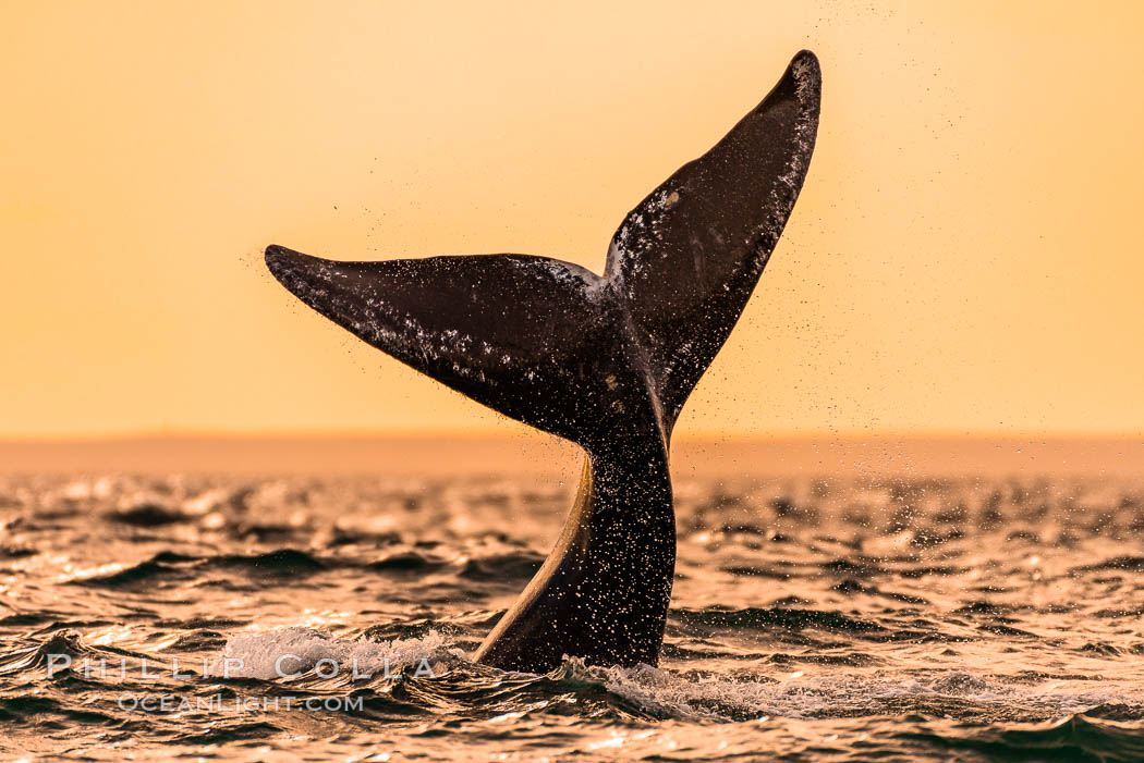 Southern right whale, Eubalaena australis, Argentina. Puerto Piramides, Chubut, Eubalaena australis, natural history stock photograph, photo id 35910