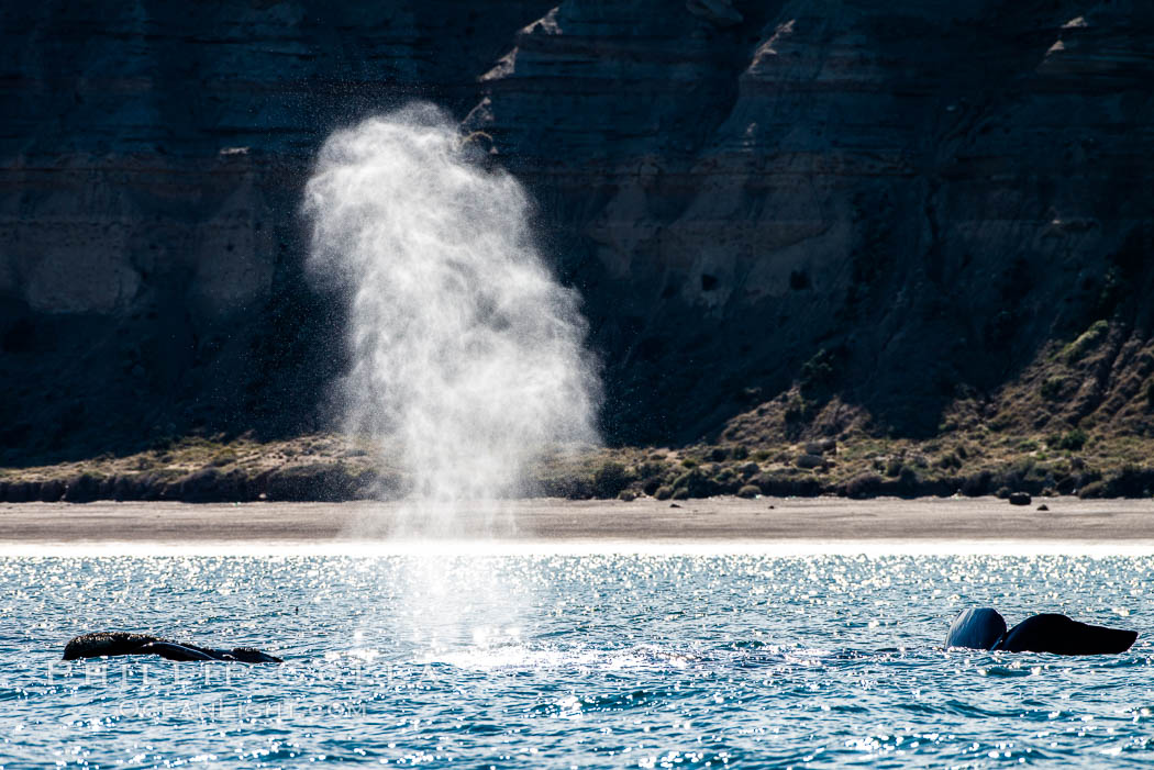 Southern right whale blow, exhaling, Eubalaena australis, Argentina. Puerto Piramides, Chubut, Eubalaena australis, natural history stock photograph, photo id 35922