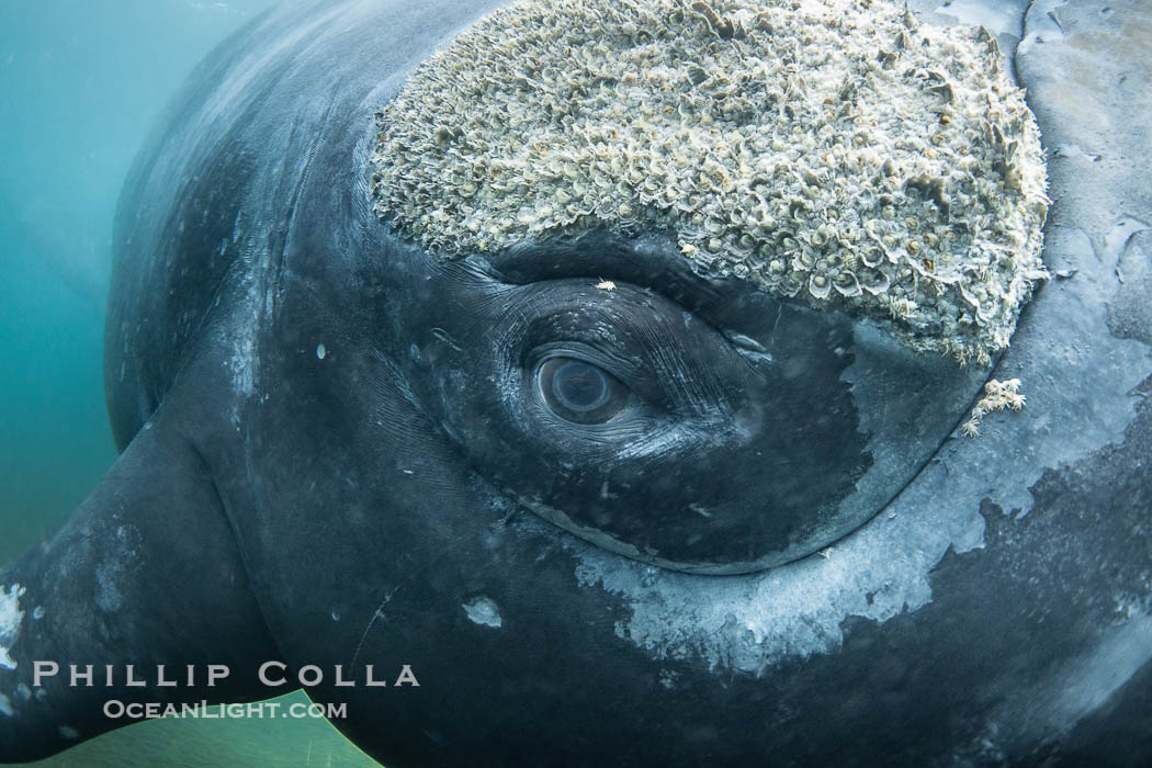Closeup underwater view of a Southern right whale eyeball, Eubalaena australis. Whale lice can be seen clearly in the folds and crevices around the whales eye and lip groove. By permission of the Government of Argentina, Chubut, permit # 51 / 2025-SsCyA, Eubalaena australis, Puerto Piramides Closeup underwater view of a Southern right whale eyeball, Eubalaena australis. Whale lice can be seen clearly in the folds and crevices around the whales eye and lip groove. By permission of the Government of Argentina, Chubut, permit # 51 / 2025-SsCyA, Eubalaena australis, Puerto Piramides