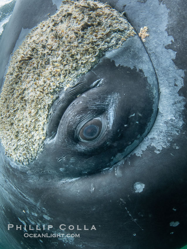 Closeup underwater view of a Southern right whale eyeball, Eubalaena australis. Whale lice can be seen clearly in the folds and crevices around the whales eye and lip groove. By permission of the Government of Argentina, Chubut, permit # 51 / 2025-SsCyA., Eubalaena australis, natural history stock photograph, photo id 41216