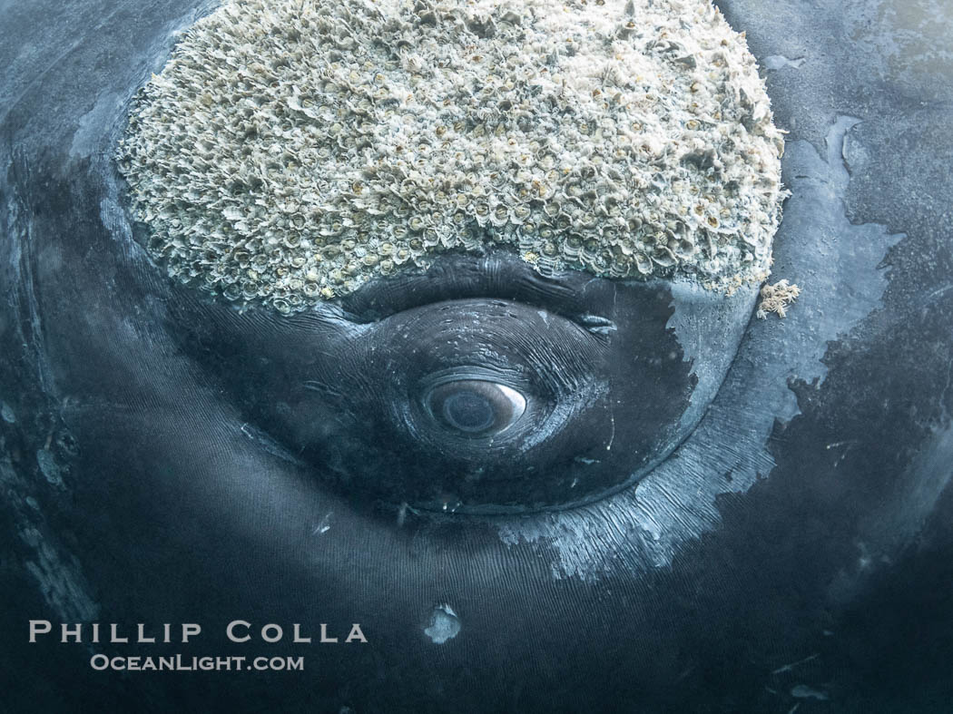 Closeup underwater view of a Southern right whale eyeball, Eubalaena australis. Whale lice can be seen clearly in the folds and crevices around the whales eye and lip groove. By permission of the Government of Argentina, Chubut, permit # 51 / 2025-SsCyA., Eubalaena australis, natural history stock photograph, photo id 41280