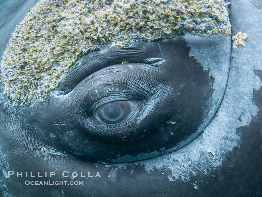 Closeup underwater view of a Southern right whale eyeball, Eubalaena australis. Whale lice can be seen clearly in the folds and crevices around the whales eye and lip groove. By permission of the Government of Argentina, Chubut, permit # 51 / 2025-SsCyA., Eubalaena australis, natural history stock photograph, photo id 41279