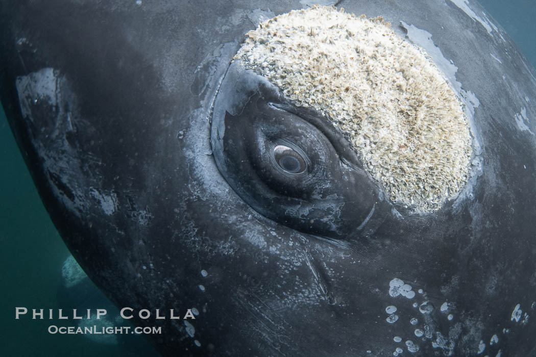 Closeup underwater view of a Southern right whale eyeball, Eubalaena australis. Whale lice can be seen clearly in the folds and crevices around the whales eye and lip groove. By permission of the Government of Argentina, Chubut, permit # 51 / 2025-SsCyA., Eubalaena australis, natural history stock photograph, photo id 41281